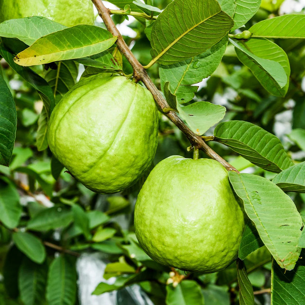 Agria Blanca Guava Air Layered Healthy Fruit Plant