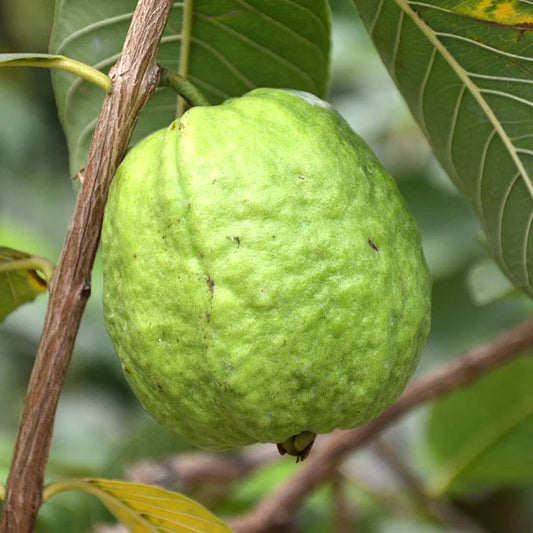 Agria Blanca Guava Air Layered Healthy Fruit Plant