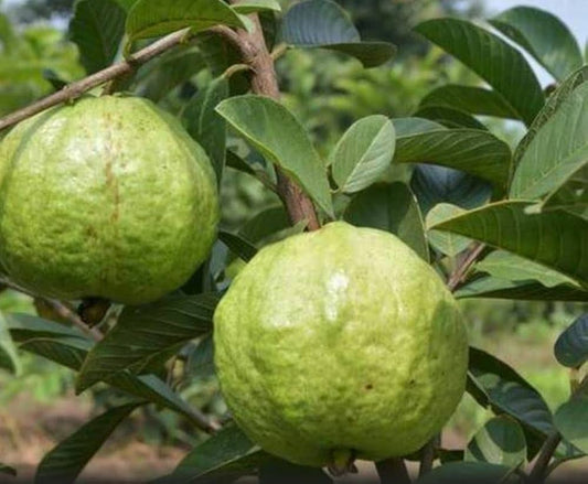 Agria Guava Air Layered Healthy Fruit Plant