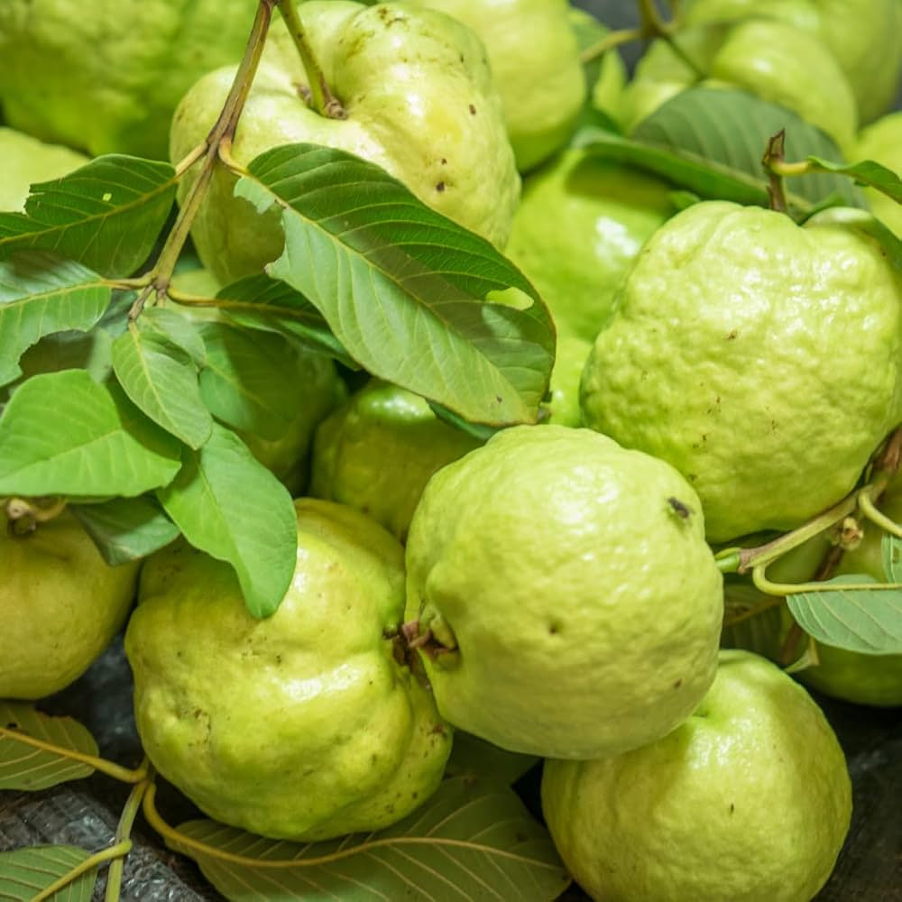 Agria Guava Air Layered Healthy Fruit Plant