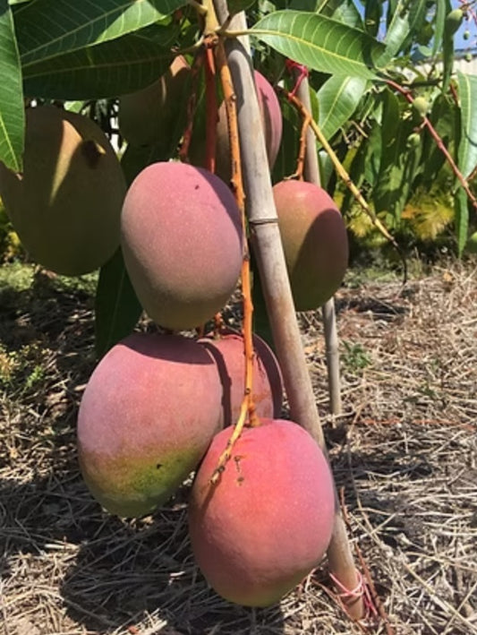 Ah Ping Mango Aam Grafted Healthy Fruit Plant