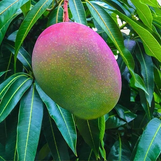 Alice Mango Aam Grafted Healthy Fruit Plant