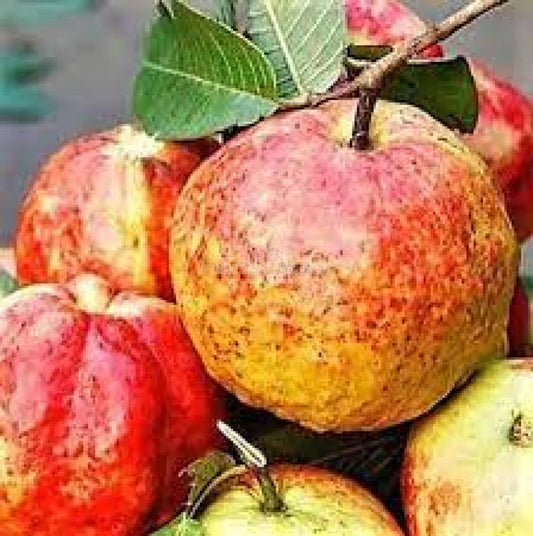 Allahabad Surkha Guava Air Layered Healthy Fruit Plant