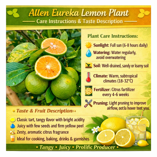 Allen Eureka Lemon Plant Live Nimbu Tree Kagzi Lemon Citrus Limon Fruit Plant