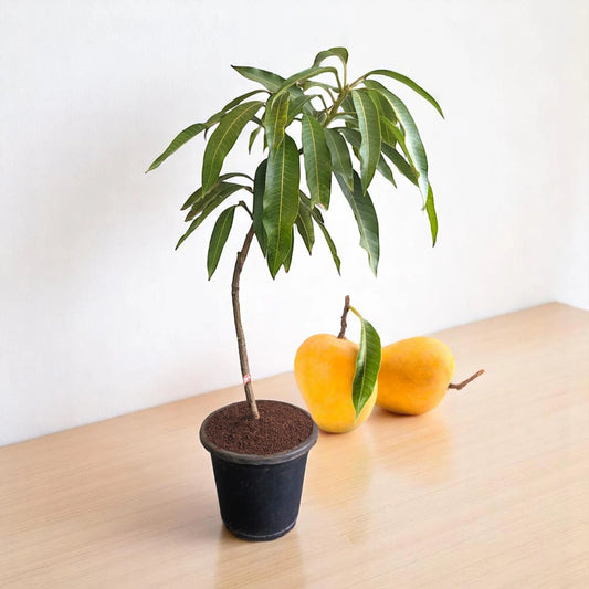 Alphonso(Hapus) Mango Aam Grafted Healthy Fruit Plant