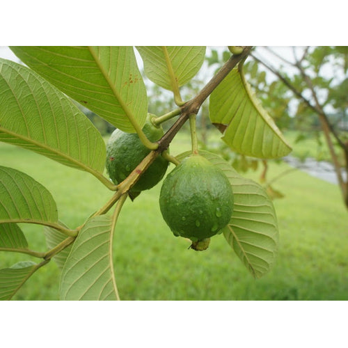 Alta Verapaz White Guava Air Layered Healthy Fruit Plant