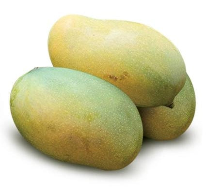 Amrapali Mango Aam Grafted Healthy Fruit Plant