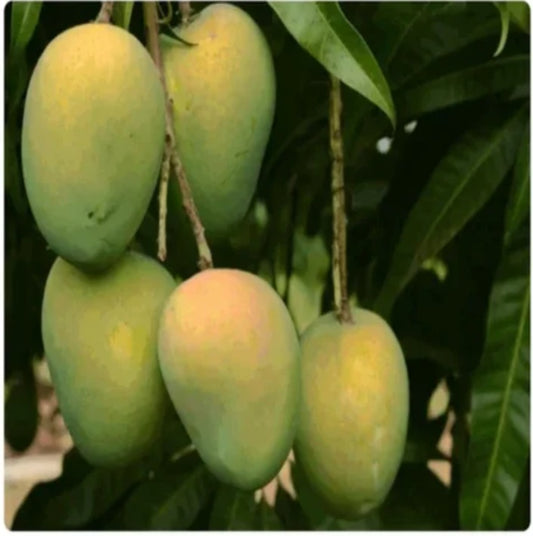 Amrapali Mango Aam Grafted Healthy Fruit Plant