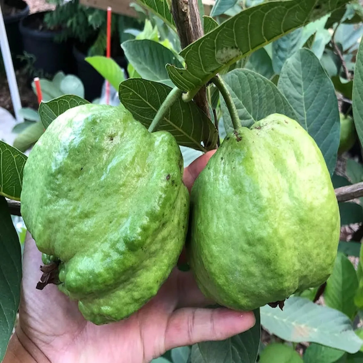 Andean White Guava Air Layered Healthy Fruit Plant
