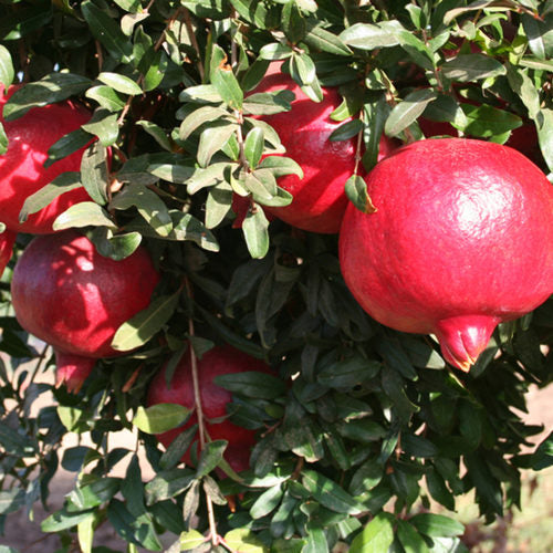 Angel Red Pomegranate Grafted Fruit Plant – High Yielding Sweet Juicy Anar Tree Variety