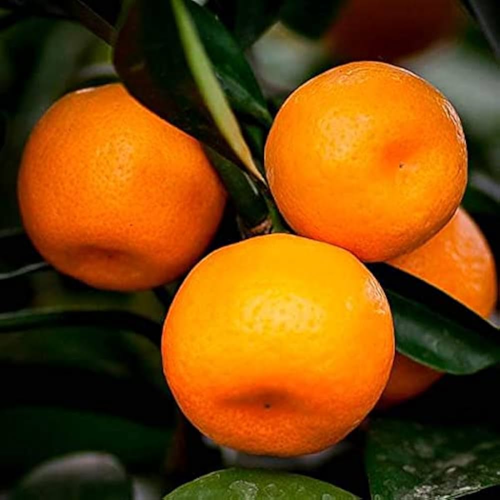 Aoshima Satsuma Orange Grafted Healthy Fruit Plant