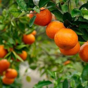 Aoshima Sweet Orange Grafted Healthy Fruit Plant