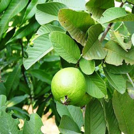 Arapongas Guava Air Layered Healthy Fruit Plant