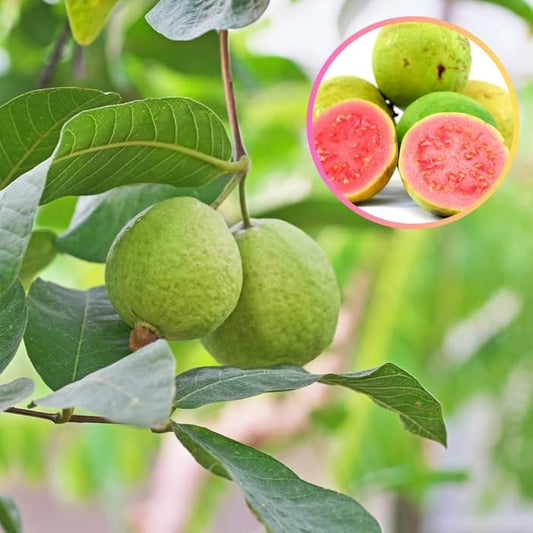 Argentine Pink Guava Air Layered Healthy Fruit Plant