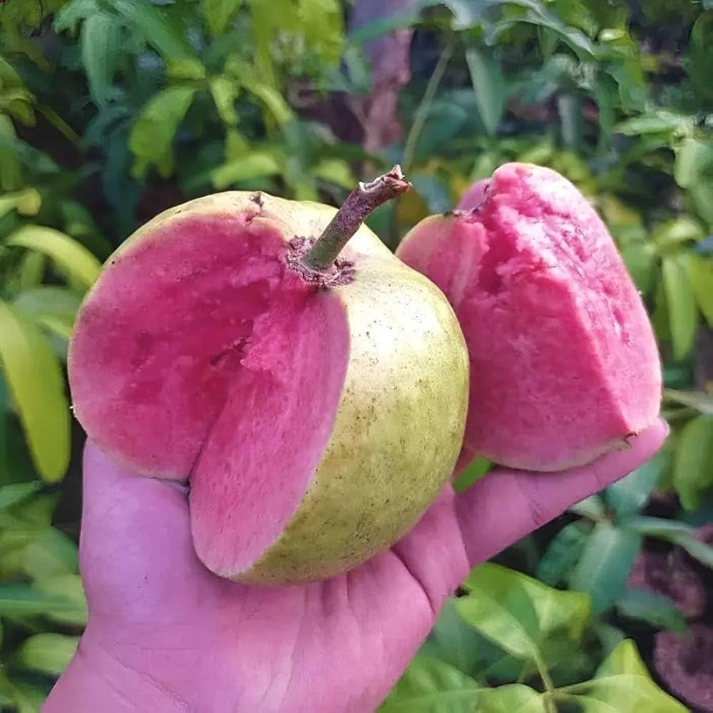 Argentine Pink Guava Air Layered Healthy Fruit Plant