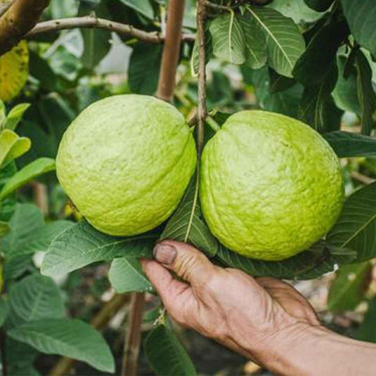 Arka Kiran Guava Air Layered Healthy Fruit Plant