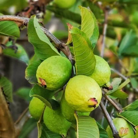 Arka Mridula GuavaAir Layered Healthy Fruit Plant