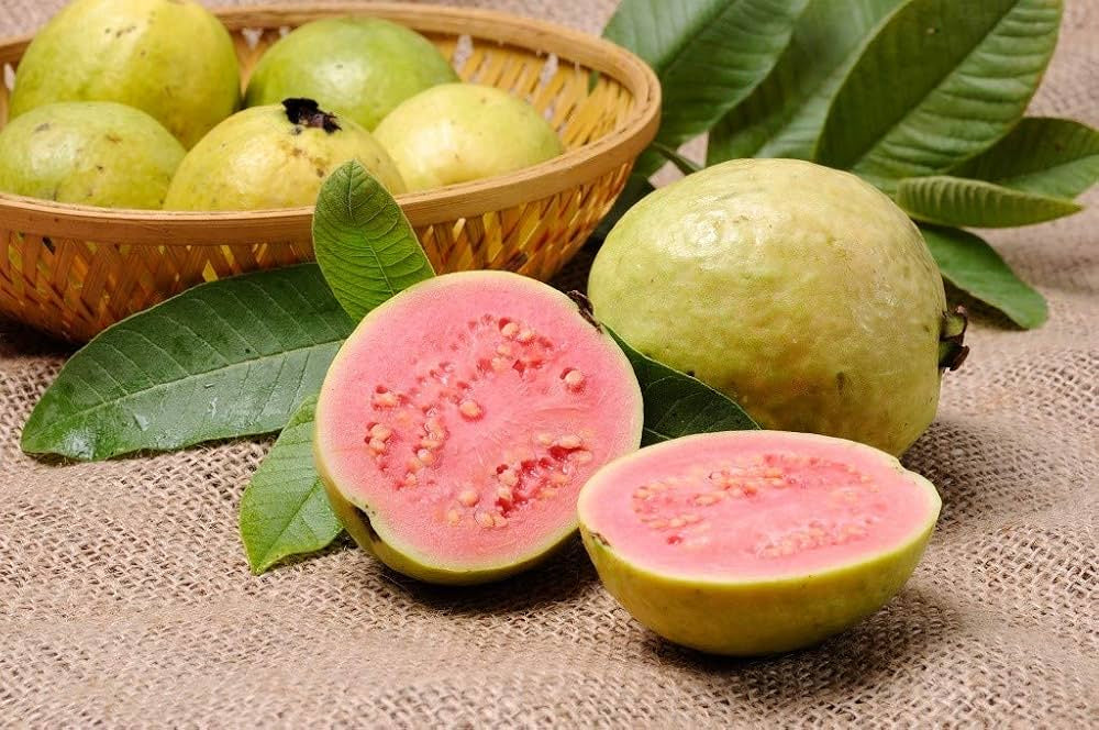 Arka Neelima Guava Air Layered Healthy Fruit Plant