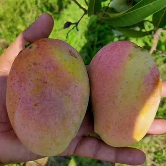 Arka Neelkiran Mango Aam Grafted Healthy Fruit Plant