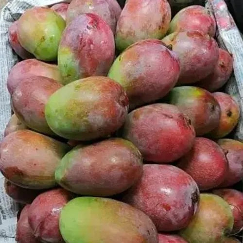 Arka Neelkiran Mango Aam Grafted Healthy Fruit Plant