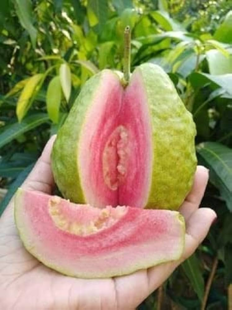 Arka Shyam Guava Air Layered Healthy Fruit Plant