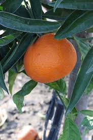 Arrufatina Clementine Orange Grafted Healthy Fruit Plant