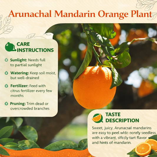 Arunachal Mandarin Orange Grafted Healthy Fruit Plant