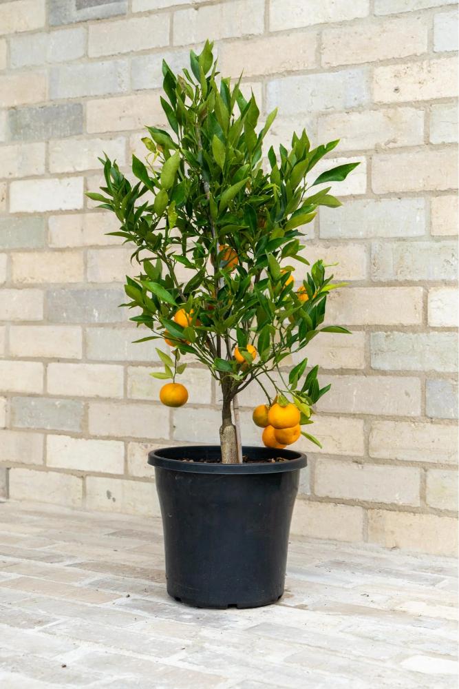 Arunachal Sweet Orange Grafted Healthy Fruit Plant