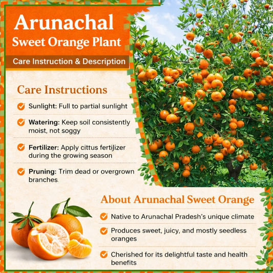 Arunachal Sweet Orange Grafted Healthy Fruit Plant