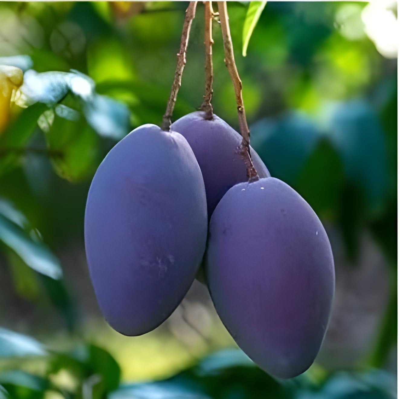 Arunika Mango Aam Grafted Healthy Fruit Plant