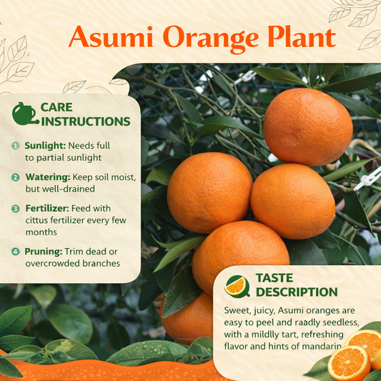 Asumi Orange Grafted Healthy Fruit Plant