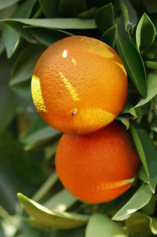 Atwood Navel Orange Grafted Healthy Fruit Plant