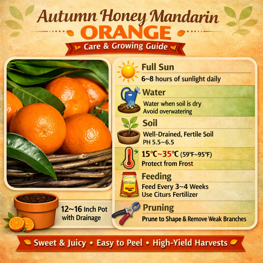 Autumn Honey Mandarin Orange Grafted Healthy Fruit Plant
