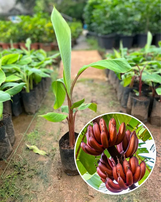 Red Banana Tissue Caltured Fruit Plant
