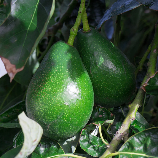 Bacon AvocadoGrafted Healthy Fruit Plant
