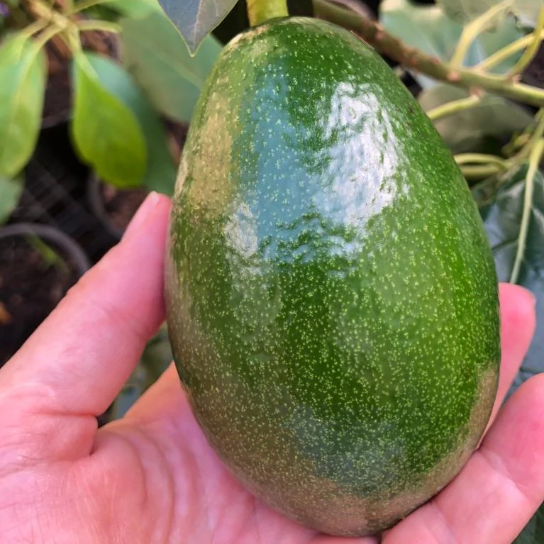 Bacon AvocadoGrafted Healthy Fruit Plant