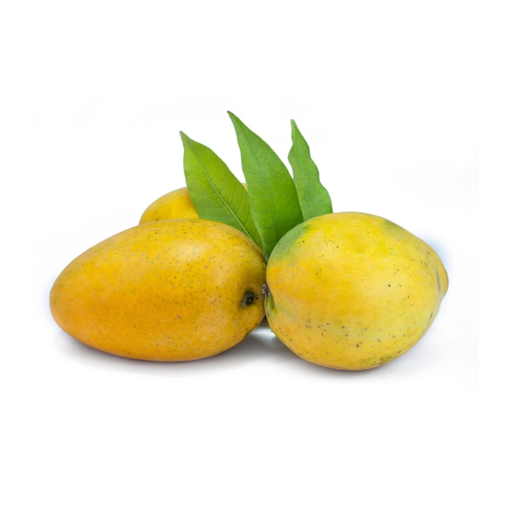 Badami Mango Aam Grafted Healthy Fruit Plant