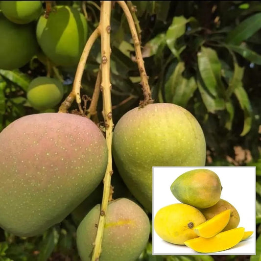 Badami Mango Aam Grafted Healthy Fruit Plant