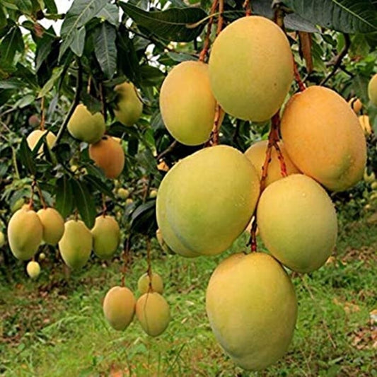 Baganapalli (Benishan) Mango Aam Grafted Healthy Fruit Plant