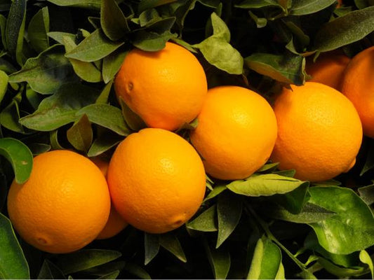 Bahia Orange Grafted Healthy Fruit Plant