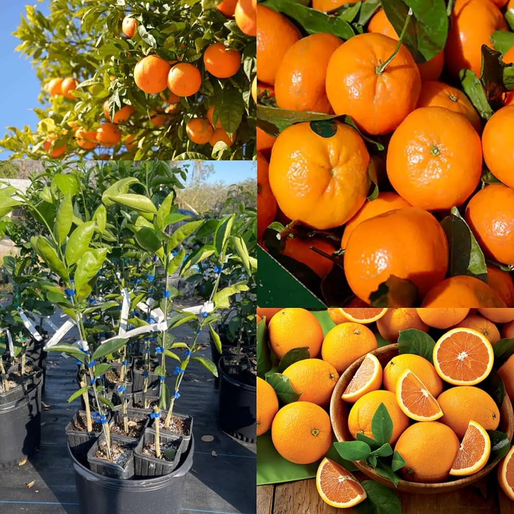 Beatriz Clementine Orange Grafted Healthy Fruit Plant