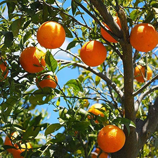 Bahia Sweet Gold Orange Grafted Healthy Fruit Plant