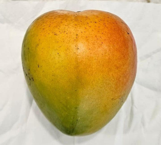 Bailey'S Marvel Aam Grafted Healthy Fruit Plant