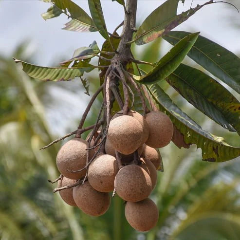 Bambangan Mango Aam Grafted Healthy Fruit Plant