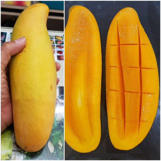 Banana Mango Aam Grafted Healthy Fruit Plant