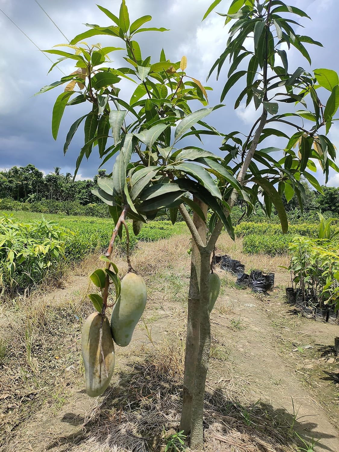 Banana Mango Aam Grafted Healthy Fruit Plant