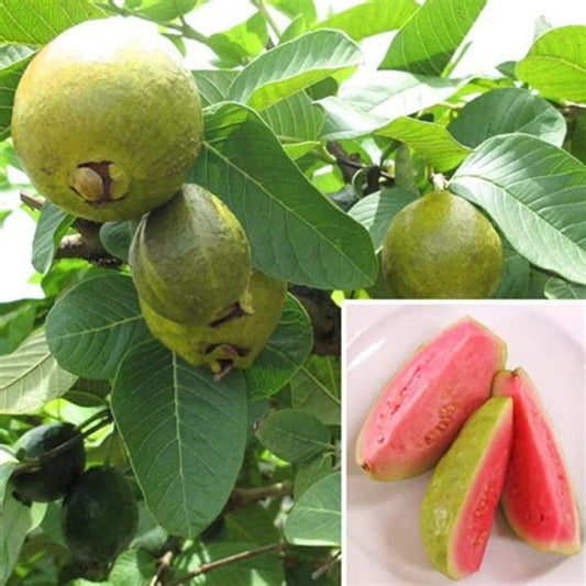 Barbados Pink Guava Air Layered Healthy Fruit Plant
