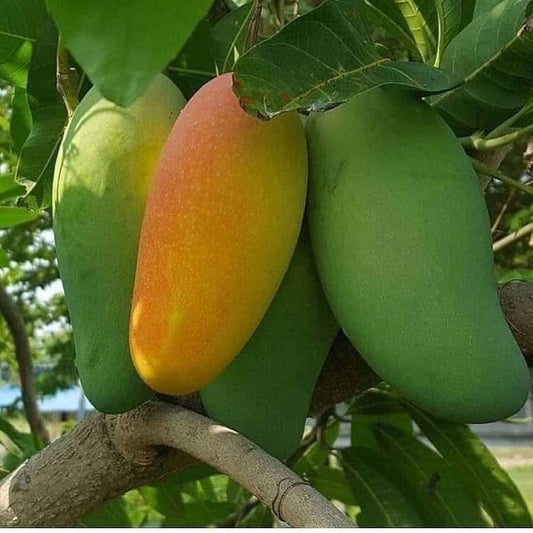 Bari 4 Mango Aam Grafted Healthy Fruit Plant