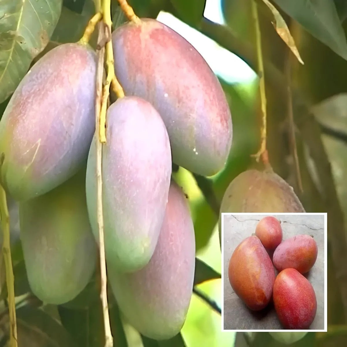 Bari 13 Mango Aam Grafted Healthy Fruit Plant