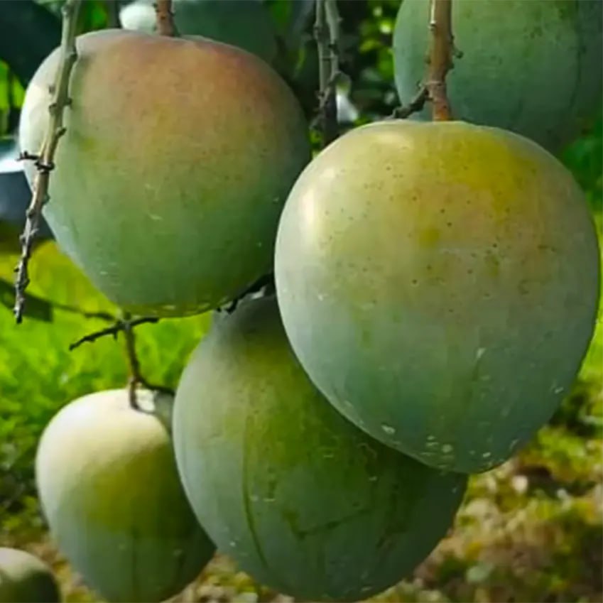 Bari 4 Mango Aam Grafted Healthy Fruit Plant